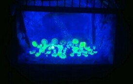 II B W KARKONOSZACH 40